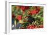 Blackbird Feeding on Autumn Berries-null-Framed Photographic Print