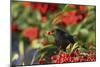 Blackbird Feeding on Autumn Berries-null-Mounted Photographic Print