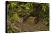 Blackbird Female on Nest with Nestlings-null-Stretched Canvas