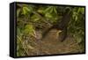 Blackbird Female on Nest with Nestlings-null-Framed Stretched Canvas