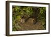 Blackbird Female on Nest with Nestlings-null-Framed Photographic Print