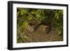 Blackbird Female on Nest with Nestlings-null-Framed Photographic Print