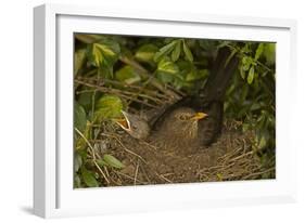 Blackbird Female on Nest with Nestlings-null-Framed Photographic Print