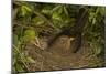 Blackbird Female on Nest with Nestlings-null-Mounted Photographic Print