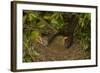 Blackbird Female on Nest with Nestlings-null-Framed Photographic Print