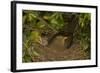 Blackbird Female on Nest with Nestlings-null-Framed Photographic Print