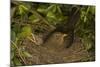 Blackbird Female on Nest with Nestlings-null-Mounted Photographic Print