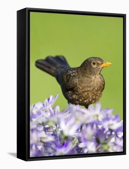 Blackbird Female-null-Framed Stretched Canvas