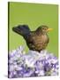 Blackbird Female-null-Stretched Canvas