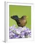 Blackbird Female-null-Framed Photographic Print