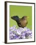 Blackbird Female-null-Framed Photographic Print