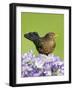 Blackbird Female-null-Framed Photographic Print