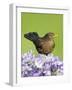 Blackbird Female-null-Framed Photographic Print