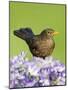 Blackbird Female-null-Mounted Photographic Print