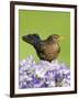 Blackbird Female-null-Framed Photographic Print