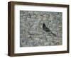 Blackbird in Tree-Ruth Addinall-Framed Premium Giclee Print