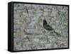 Blackbird in Tree-Ruth Addinall-Framed Stretched Canvas