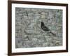 Blackbird in Tree-Ruth Addinall-Framed Premium Giclee Print