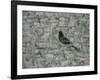 Blackbird in Tree-Ruth Addinall-Framed Premium Giclee Print