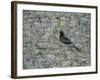 Blackbird in Tree-Ruth Addinall-Framed Giclee Print