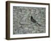 Blackbird in Tree-Ruth Addinall-Framed Giclee Print