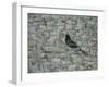 Blackbird in Tree-Ruth Addinall-Framed Giclee Print