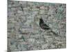 Blackbird in Tree-Ruth Addinall-Mounted Giclee Print