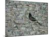 Blackbird in Tree-Ruth Addinall-Mounted Giclee Print