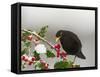 Blackbird Male Feeding on Holly Berries-null-Framed Stretched Canvas