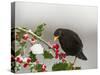 Blackbird Male Feeding on Holly Berries-null-Stretched Canvas
