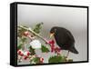 Blackbird Male Feeding on Holly Berries-null-Framed Stretched Canvas