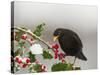 Blackbird Male Feeding on Holly Berries-null-Stretched Canvas