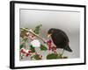 Blackbird Male Feeding on Holly Berries-null-Framed Photographic Print