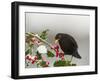 Blackbird Male Feeding on Holly Berries-null-Framed Photographic Print