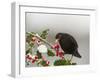 Blackbird Male Feeding on Holly Berries-null-Framed Photographic Print