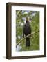 Blackbird male singing, near Bath, England, UK-Nick Upton-Framed Photographic Print