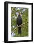 Blackbird male singing, near Bath, England, UK-Nick Upton-Framed Photographic Print