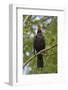 Blackbird male singing, near Bath, England, UK-Nick Upton-Framed Photographic Print