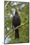 Blackbird male singing, near Bath, England, UK-Nick Upton-Mounted Photographic Print