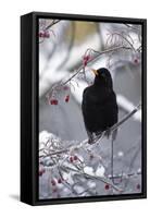 Blackbird Male Sitting in Hawthorn Bush in Winter-null-Framed Stretched Canvas