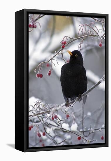 Blackbird Male Sitting in Hawthorn Bush in Winter-null-Framed Stretched Canvas