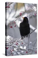 Blackbird Male Sitting in Hawthorn Bush in Winter-null-Stretched Canvas