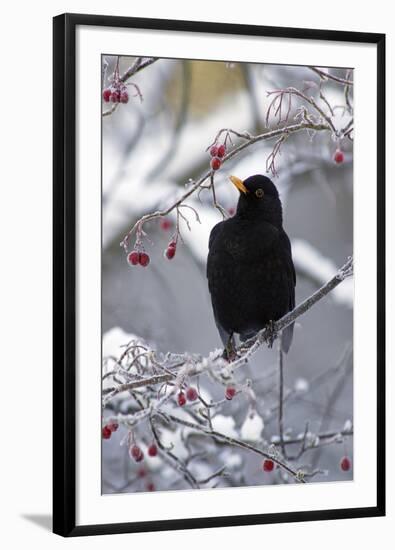 Blackbird Male Sitting in Hawthorn Bush in Winter-null-Framed Photographic Print