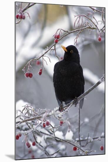 Blackbird Male Sitting in Hawthorn Bush in Winter-null-Mounted Photographic Print