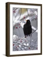 Blackbird Male Sitting in Hawthorn Bush in Winter-null-Framed Photographic Print