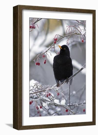 Blackbird Male Sitting in Hawthorn Bush in Winter-null-Framed Photographic Print