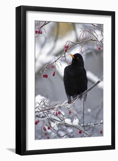 Blackbird Male Sitting in Hawthorn Bush in Winter-null-Framed Photographic Print