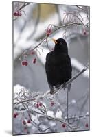 Blackbird Male Sitting in Hawthorn Bush in Winter-null-Mounted Photographic Print