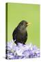 Blackbird Male-null-Stretched Canvas