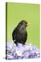 Blackbird Male-null-Stretched Canvas